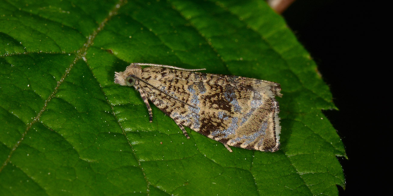 Tortricidae - Cydia sp. e Celypha lacunana